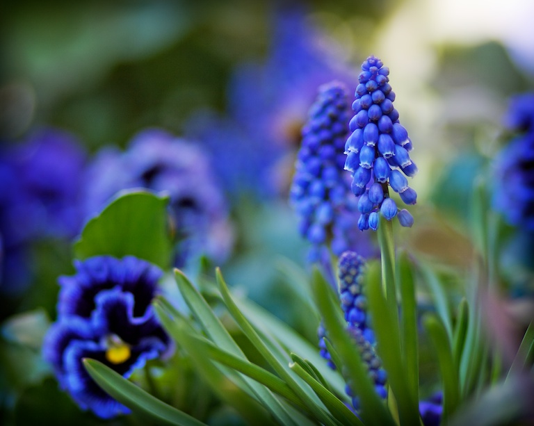 Blue Blooms