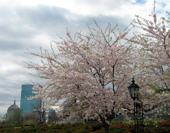 Blossoms in Boston