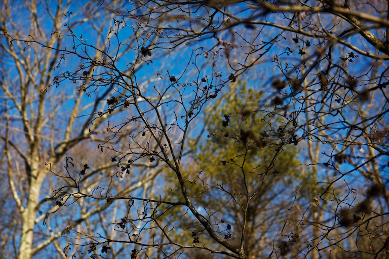 Branches and Blue Sky