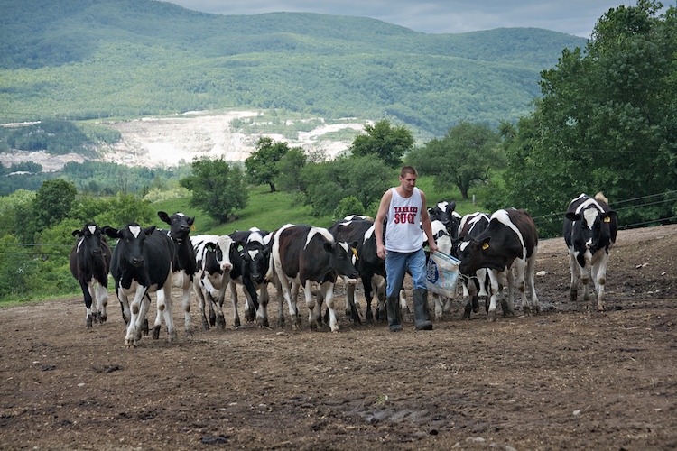 Bringing in the Herd