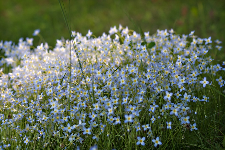 Beautiful Bluets