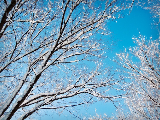 Chillin' with the trees