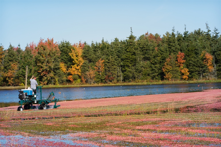 Cranberry Harvest Time