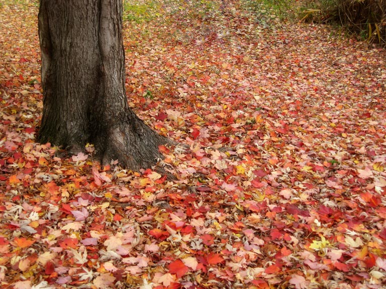 Carpet of Leaves