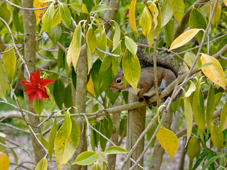 Curious Squirrel