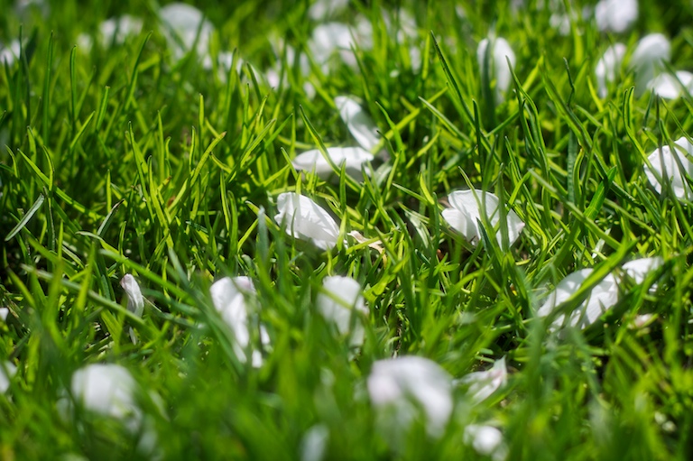 Catching Petals