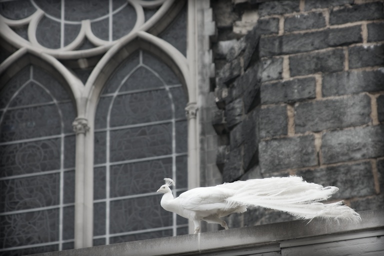 Cathedral Peacock