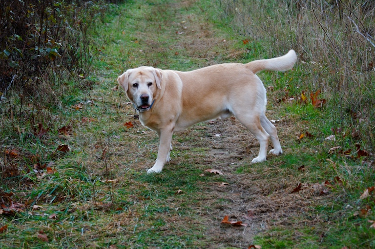 Dog on the Path