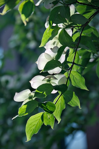 Dogwood Light