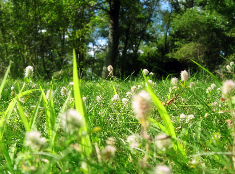 Little Field of Clover