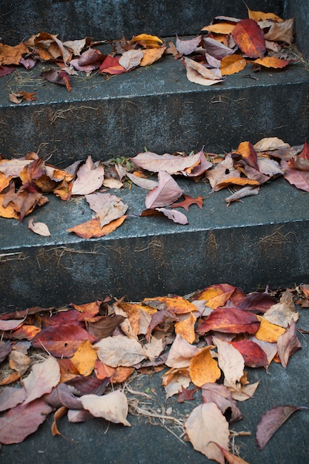 Fallen Leaves