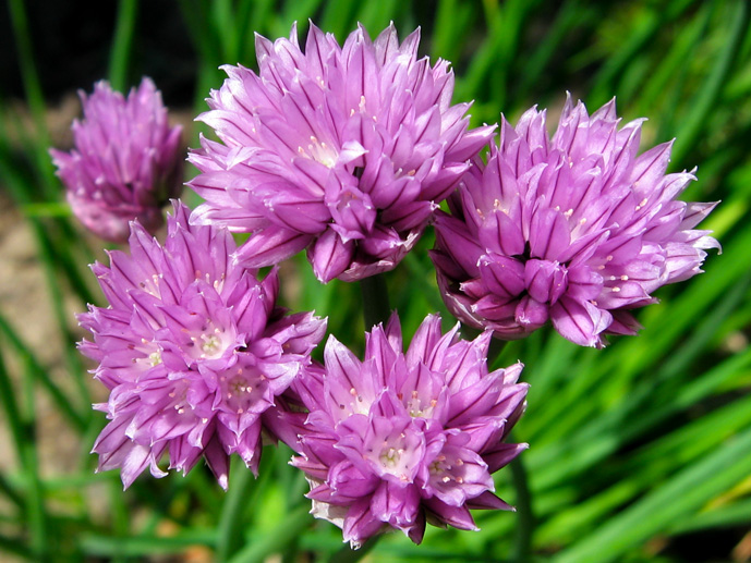 Floral Fireworks