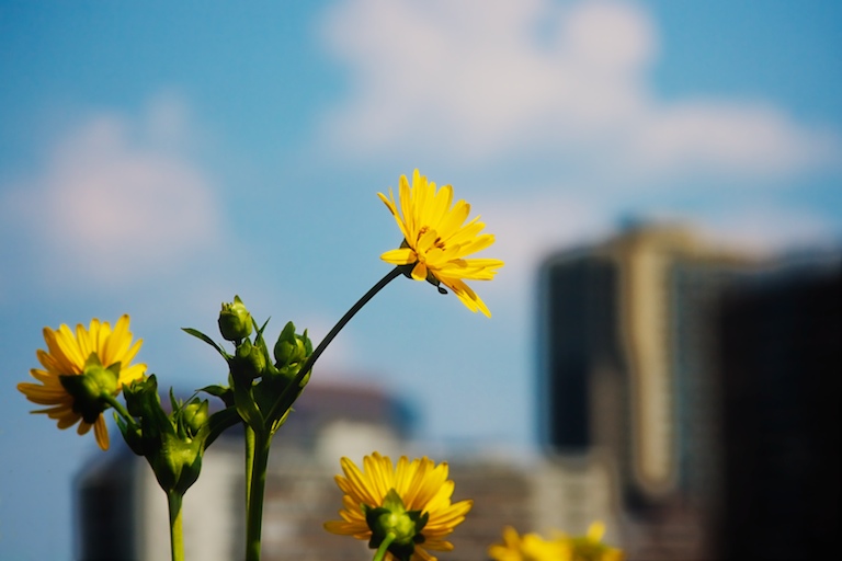 Flowers and Towers