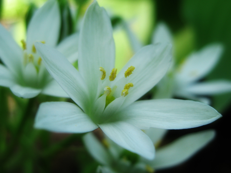 Flower Treasure