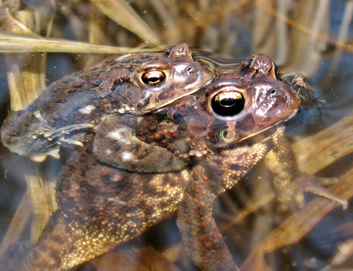 Frog Love