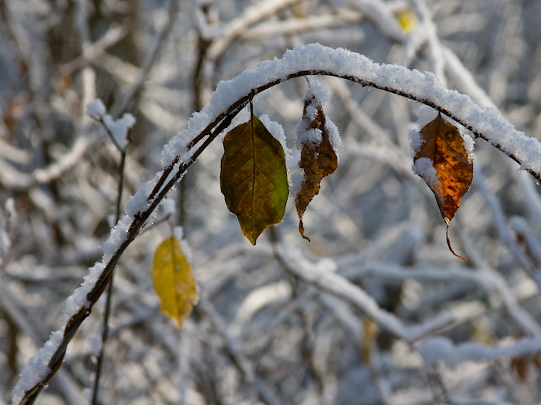 Few Leaves Left