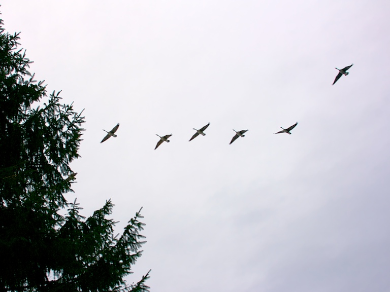 Gliding Geese