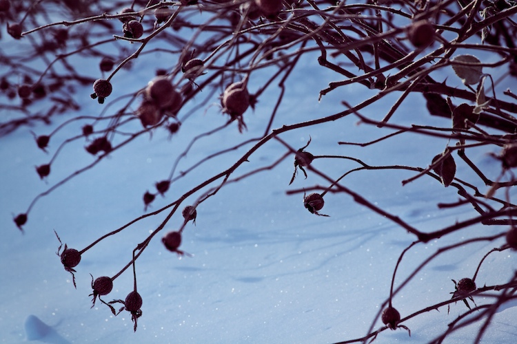 Hibernating Valentines