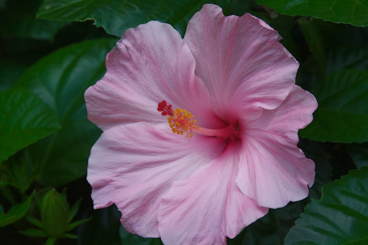 Hello Hibiscus