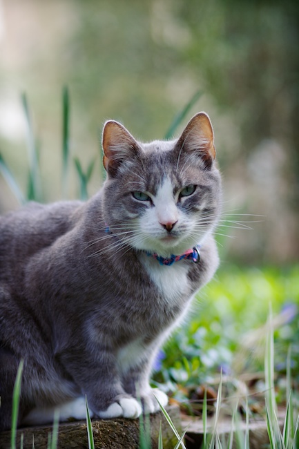 Happy Cat