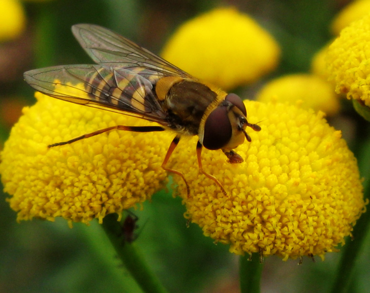 Happy Hover Fly