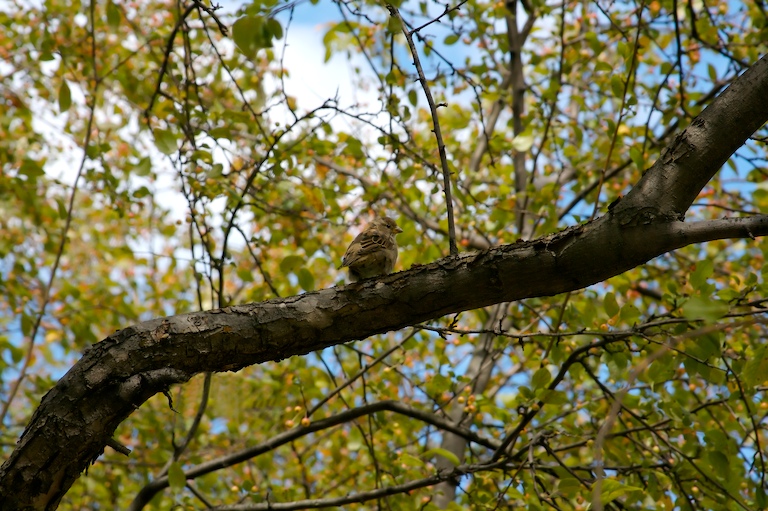 Happy Sparrow