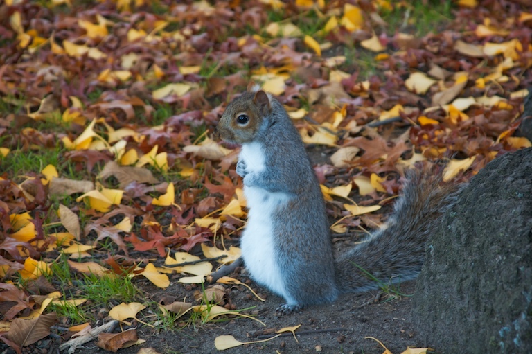 Happy Squirrel