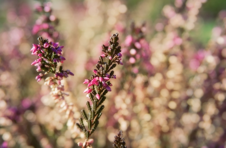 Hues of Heather