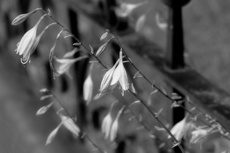 Hosta Flowers