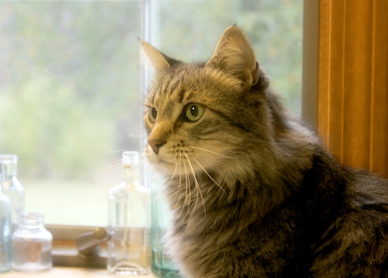 Kitty in the Window