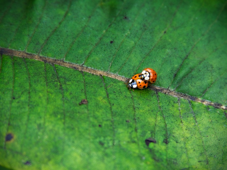 Ladybugs in Love