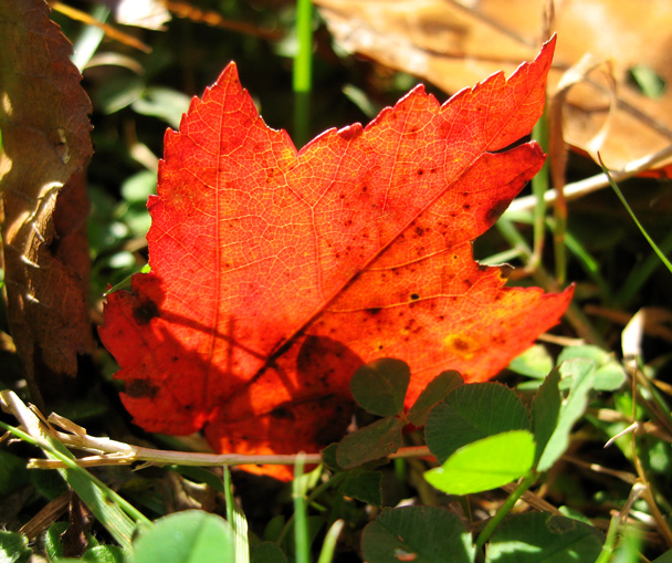 Leaf Light