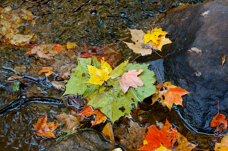 Leaf Raft