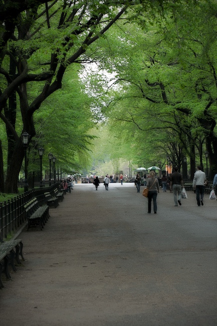 Elms in Central Park