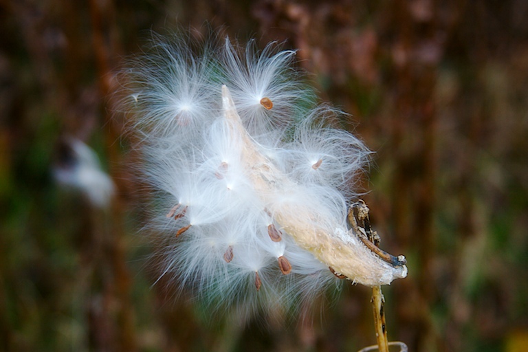 Milkweed Seeds