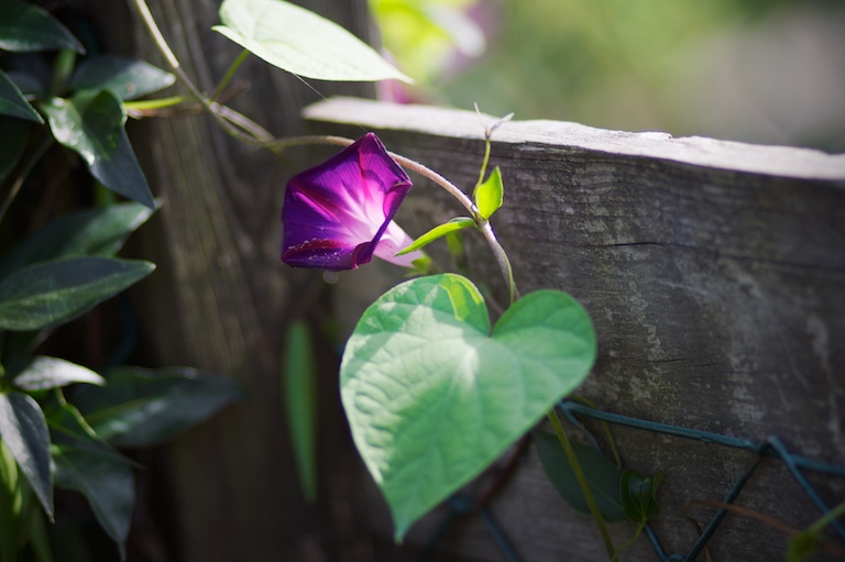 Morning Glory Light