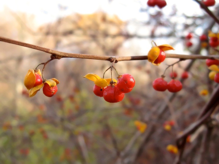 Merry Berry