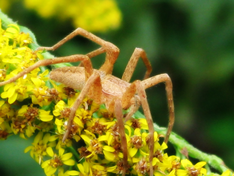 Nursery-Web Spider