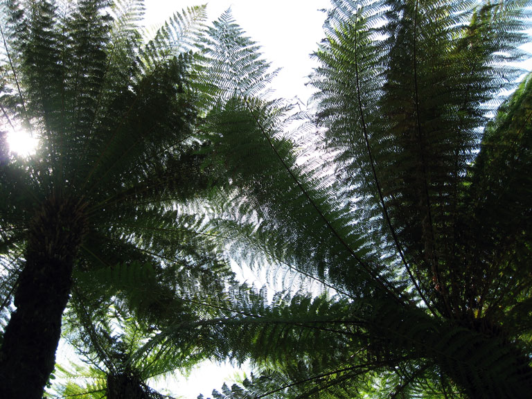 Waving Palms