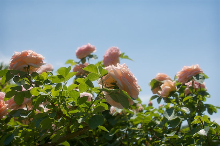 Peach-colored Paradise