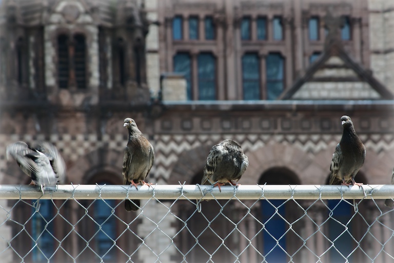 Pigeon Perch