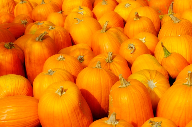 Pumpkin Season