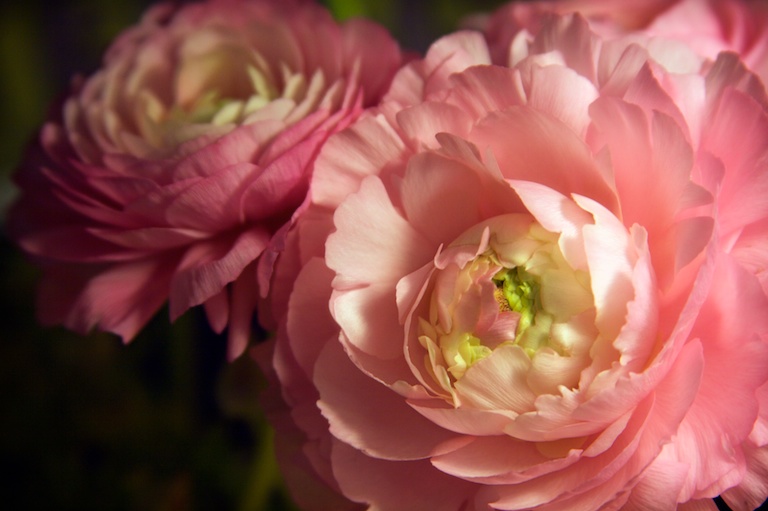 Pink Ranunculus