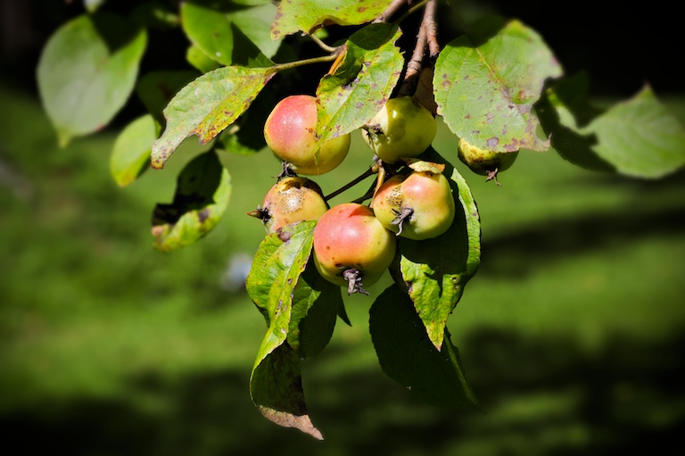 Apple Tree