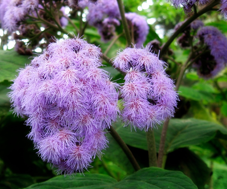 Pretty in Purple