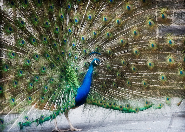 Pretty Plumage