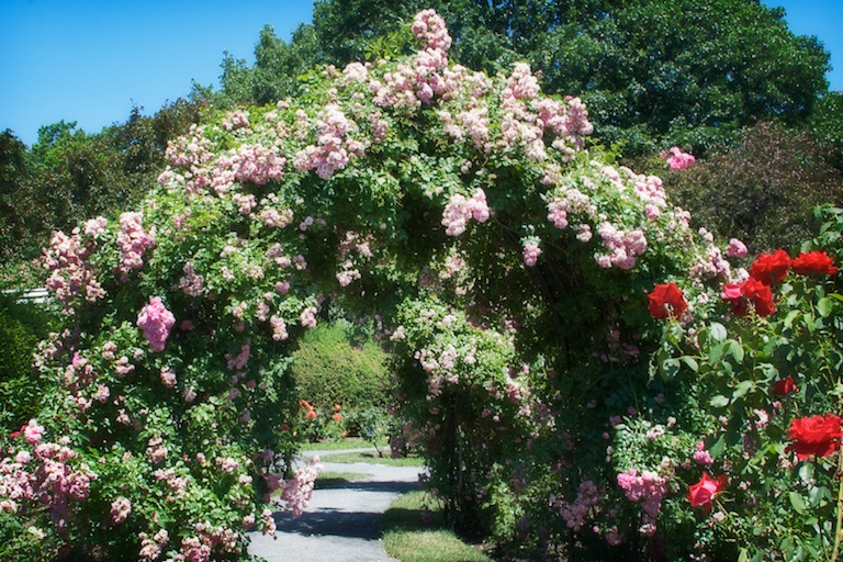 Path of Roses