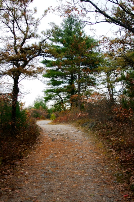 Path in the Pines