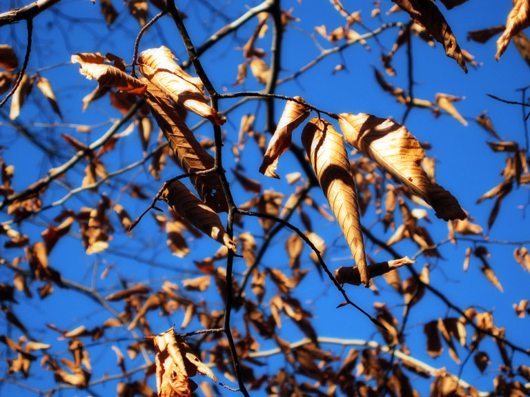 The Rustle of Leaves