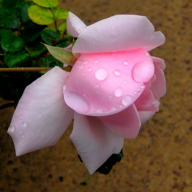 Rose with Raindrops